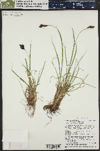 Carex raynoldsii image