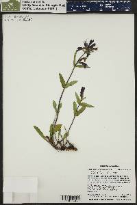 Penstemon whippleanus image