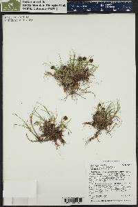 Carex perglobosa image