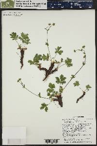 Potentilla diversifolia image