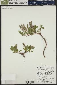 Salix petrophila image