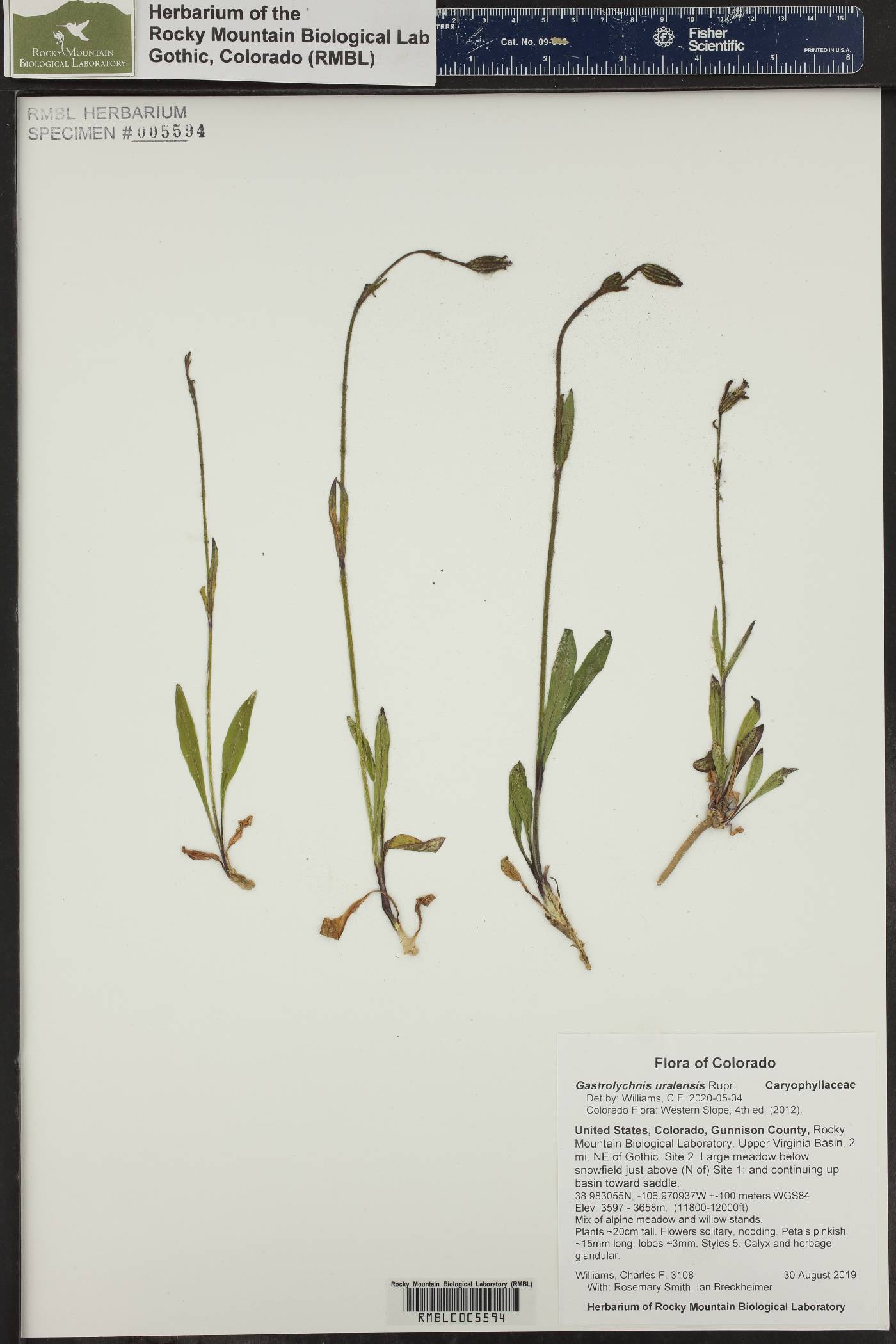 Silene uralensis image
