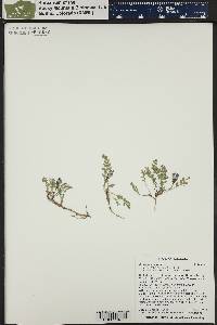 Astragalus alpinus image