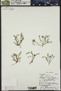 Astragalus alpinus image