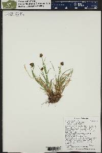 Carex ebenea image