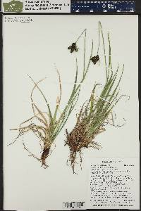 Carex atrosquama image