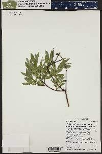 Salix wolfii image