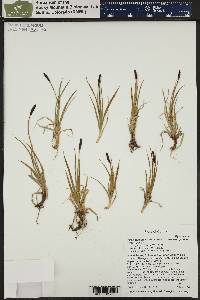 Carex scirpoidea subsp. pseudoscirpoidea image