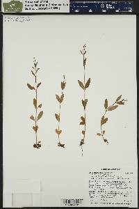 Epilobium lactiflorum image