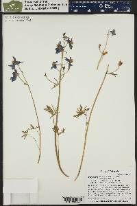 Delphinium nuttallianum image