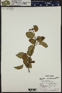 Alnus incana subsp. tenuifolia image