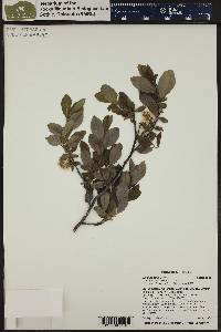 Salix boothii image