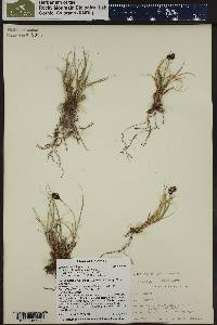 Carex chalciolepis image