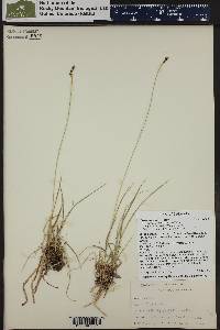 Carex stevenii image