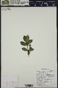 Lonicera involucrata image