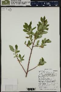 Salix boothii image