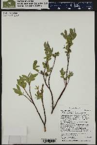 Salix wolfii image