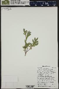 Salix wolfii image