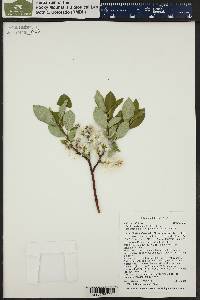 Salix boothii image