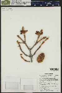 Picea engelmannii image