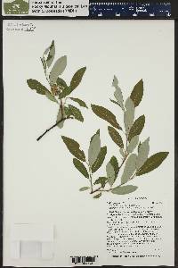 Salix glauca image