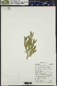 Salix boothii image