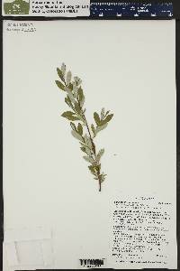 Salix brachycarpa image