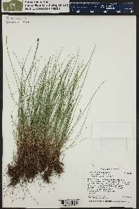 Festuca idahoensis image