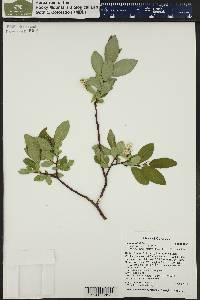 Salix boothii image