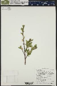 Salix planifolia image