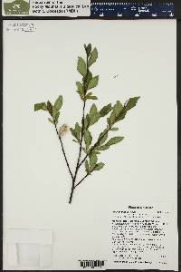 Salix planifolia image