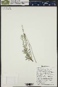 Artemisia tridentata image