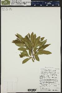 Salix boothii image