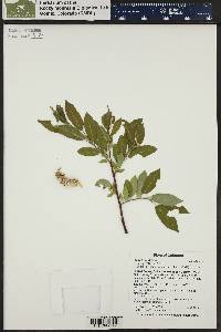 Salix boothii image