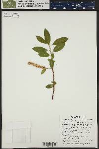 Salix boothii image