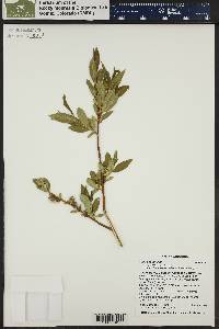 Salix boothii image