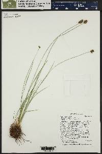 Carex hoodii image