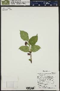 Lonicera involucrata var. involucrata image