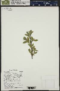 Salix wolfii image