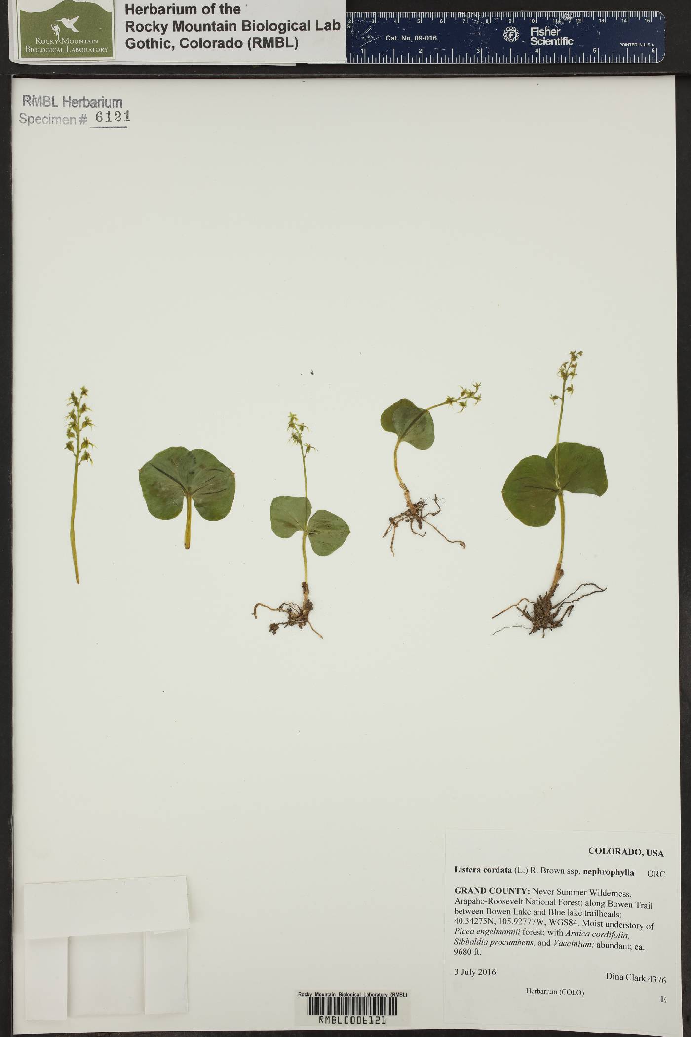 Listera cordata subsp. nephrophylla image