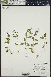 Epilobium anagallidifolium image
