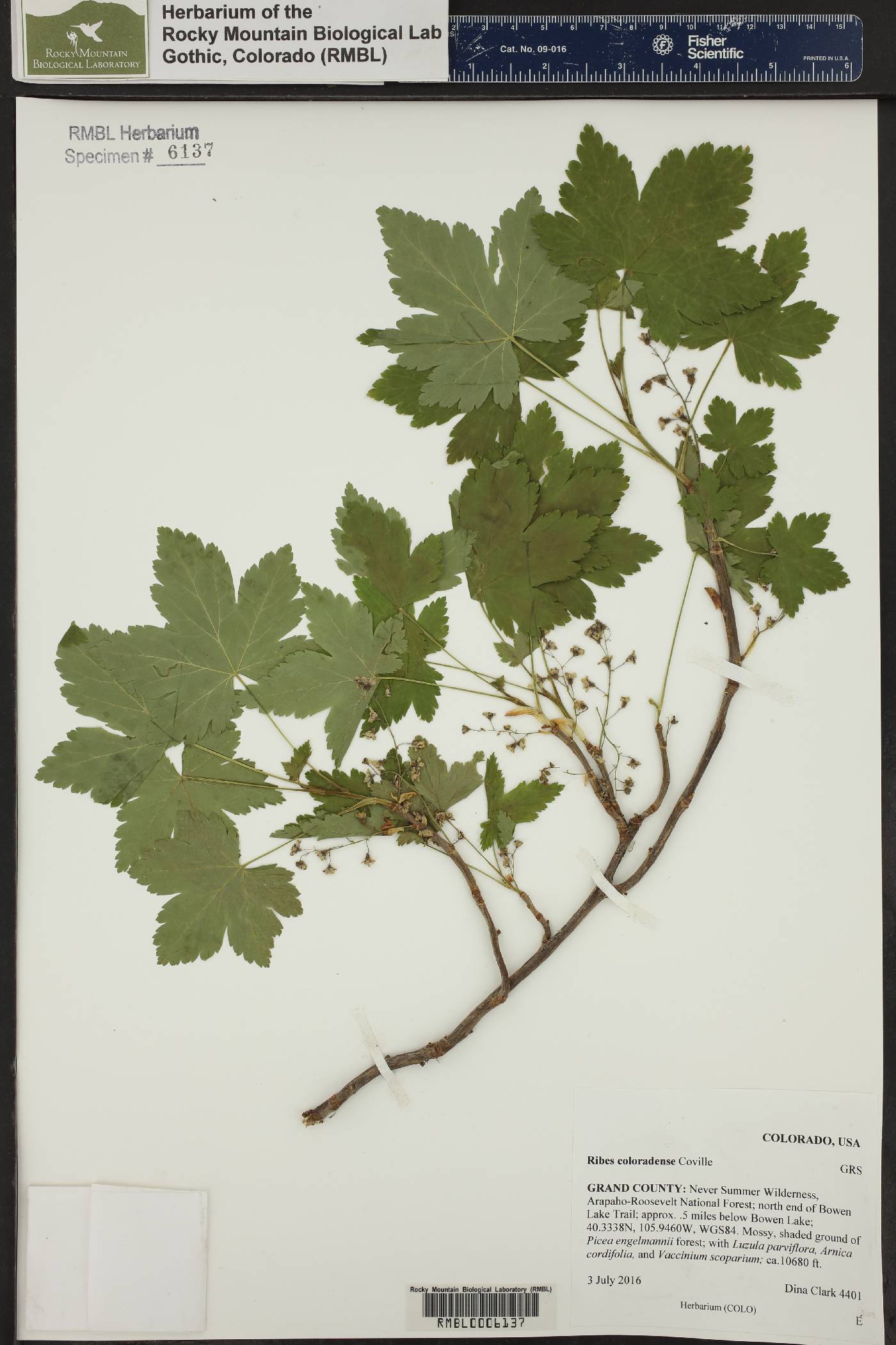 Ribes laxiflorum image