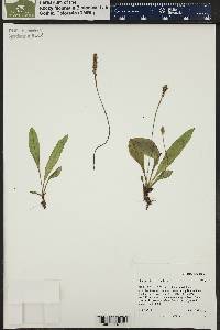 Plantago tweedyi image