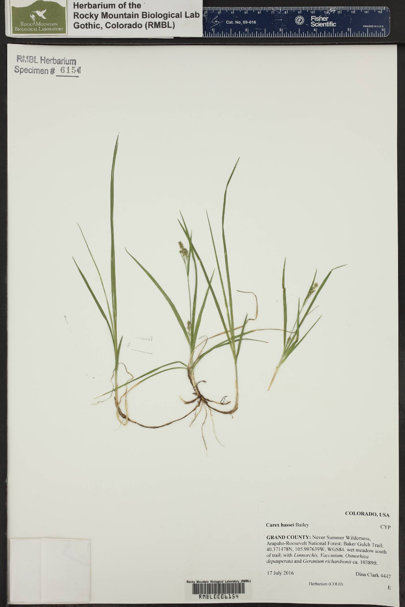 Carex hassei image