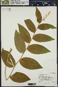 Maianthemum racemosum subsp. amplexicaule image