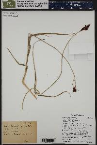 Carex chalciolepis image