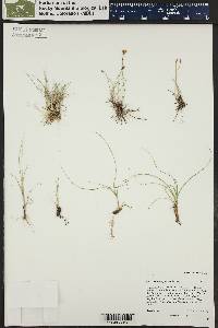 Carex duriuscula image