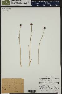 Juncus mertensianus image