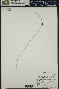 Juncus balticus subsp. ater image