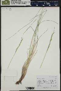 Festuca thurberi image